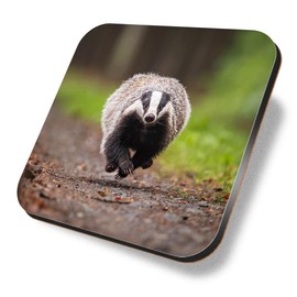 1 x Square Coaster - Funny Running Badger Nature Wildlife Cork Backed MDF Glossy Tea Coffee Accessory #52872