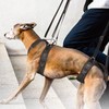 Dog Front Leg Support Sling Portable Breathable Split Auxiliary Chest