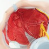 Merinden Life-Size Female Pelvis & Pelvic Floor Muscles Model