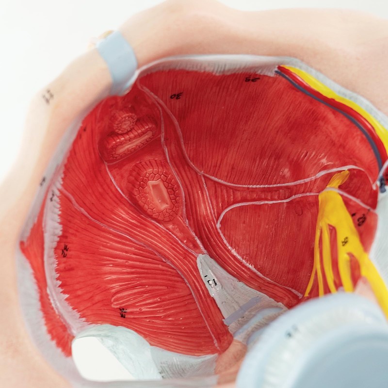Merinden Life-Size Female Pelvis & Pelvic Floor Muscles Model