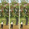 Oak Leaf Fruit Picker, 13 FT Picker Pole with Basket,