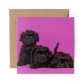 1 x Greeting Card Affenpinscher Black Dog Puppy - Blank Birthday Celebration Anniversary #12466