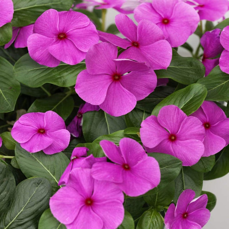 Outsidepride Cora Cascade Lilac Vinca Ground Cover Seed - 50