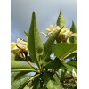 Hawaiian Yellow Plumeria Fresh Starter Cutting Single Head 10inch Unrooted