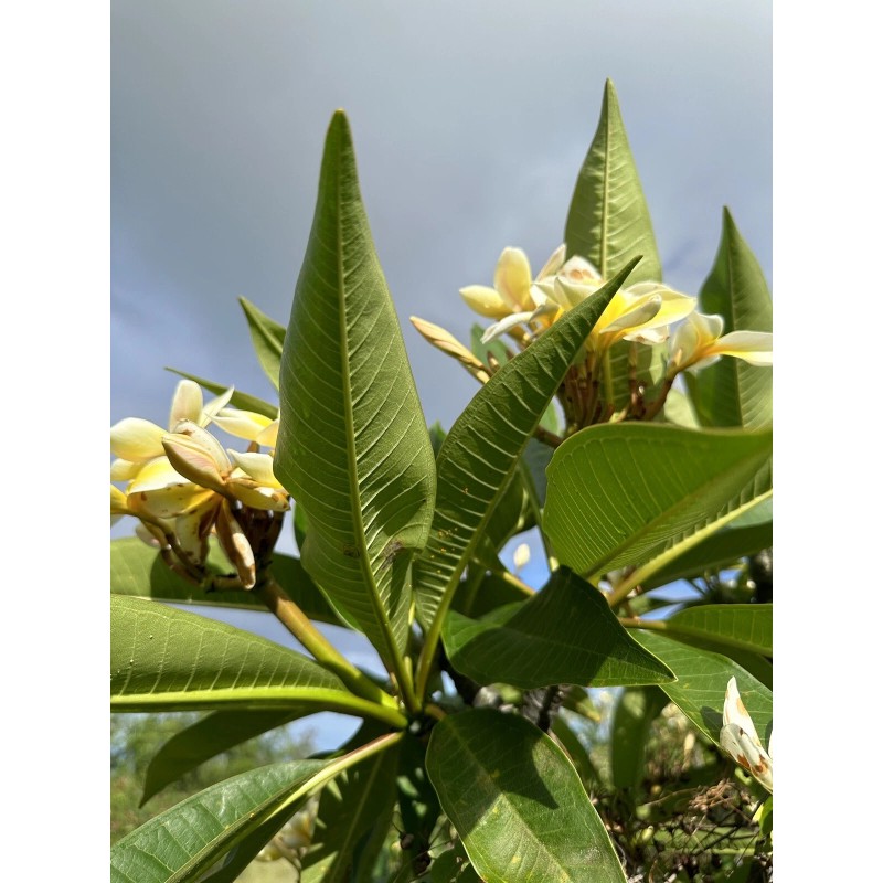 Hawaiian Yellow Plumeria Fresh Starter Cutting Single Head 10inch Unrooted