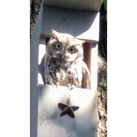 Lone Star Woodcraft Veteran made Owl Nesting Box - Screech Owl House