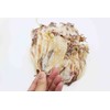 Dried Squid Saki Ika Dried Calamari Youyu 小干魷魚 Free worldwide