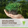 SodPods® Zoysia Grass Plugs for Lawn Repair, 3" x 3"
