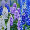 Consolida Ajacis Larkspur Flower Seeds Pack of 500+ Flower Seeds