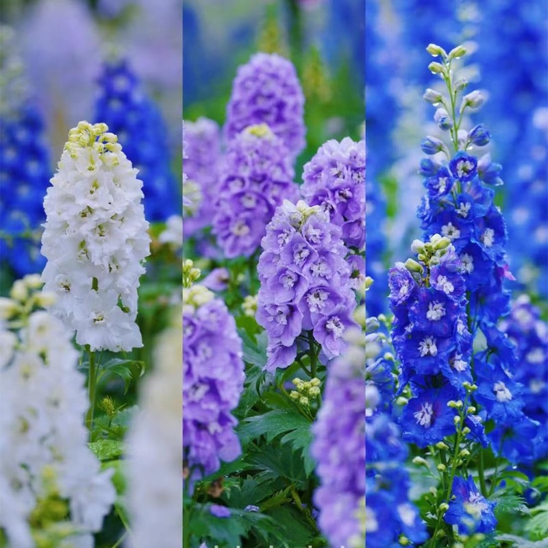 Consolida Ajacis Larkspur Flower Seeds Pack of 500+ Flower Seeds