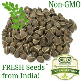 HSC Moringa Seeds for Planting | Non-GMO from India Very Fresh | Bulk - 50+