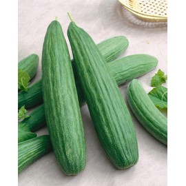 Cucumber Armenian Dark Green Great Heirloom Vegetable Seeds by Seed Kingdom (1/4 Lb Seeds)