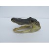 Atlantic Coral Enterprise Real Alligator head from a 4 foot