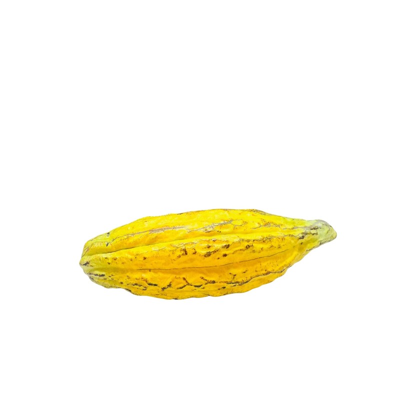 Organic Cocoa Seeds, Cacao Seeds, Theobroma cacao 50 Seeds Pack