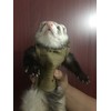 Ferret Clothes Small Animals Harness Military Style Adjustable Shoulder Straps