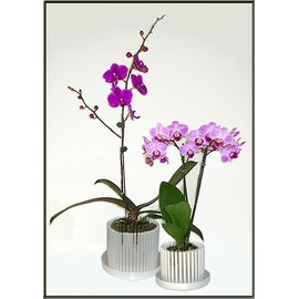 7" Big Top Orchitop Carousel Orchid Pot with Matching Detachable Saucer (White Pearl)