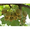 CZ Grain Bonsai Kiwi Tree Seeds for Planting 50 Seeds
