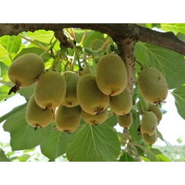CZ Grain Bonsai Kiwi Tree Seeds for Planting 50 Seeds Actinidia Chinensis Seeds