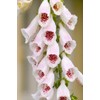 Pams Choice Foxglove Digitalis Cut Flowers Premium Seeds for Planting
