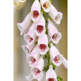 Pams Choice Foxglove Digitalis Cut Flowers Premium Seeds for Planting Packet