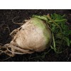 300 Sugar Beet Beet Seeds for Planting 5 Grams of
