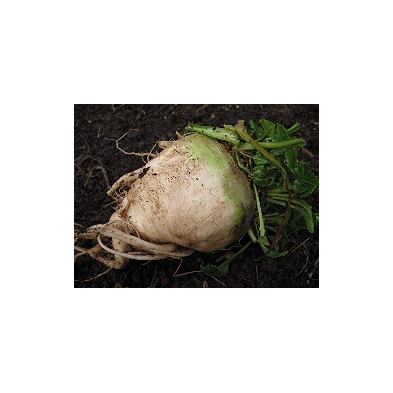 300 Sugar Beet Beet Seeds for Planting 5 Grams of