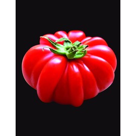 Salerno Seeds Costoluto Fiorentino Pomodoro Tomato 1 Gram Industrial Grade Made in Italy Italy Non-GMO