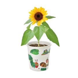 Seishin Ceramics HP-0104 Harapeko Aomushi Peta & Sukusuku Cultivation Set, Mini Sunflower Size: Approx. W4.1 x D4.1 x H4.5 H4.5 inches (11.5 cm)
