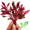 Planterest – Alternanthera Bundle Live Aquarium Plant Decorations BUY2GET1FREE