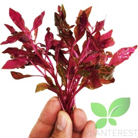 Planterest – Alternanthera Bundle Live Aquarium Plant Decorations BUY2GET1FREE