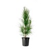 Slash Pine Tree | 2 Large Gallon Size Pots |