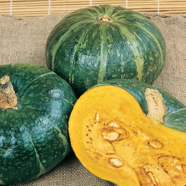 Burgess Buttercup Bush Winter Squash Seeds - 4 g Packet ~20 Seeds - Non-GMO - Vegetable Garden - Cucurbita Maxima