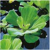 Floating Plants for Water Gardens and Ponds (Water Lettuce) (Water