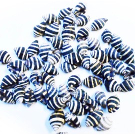 Florida Shells and Gifts Inc. 12 tiny Bee Hive Mini Shells 1/4" -1/2" Engina Mendicaria Seashell Craft Hobby