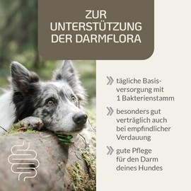 Provicell Probiotic Vital Hund | Probiotisches Ergänzungsfuttermittel mit Tierärzten in Deutschland entwickelt | 75 g Pulver | 1 Bakterienstamm für Hunde | Reich an Ballaststoffen
