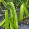 천지농원 작두콩차 Cheonji Agricultural Farm Jack Bean Tea