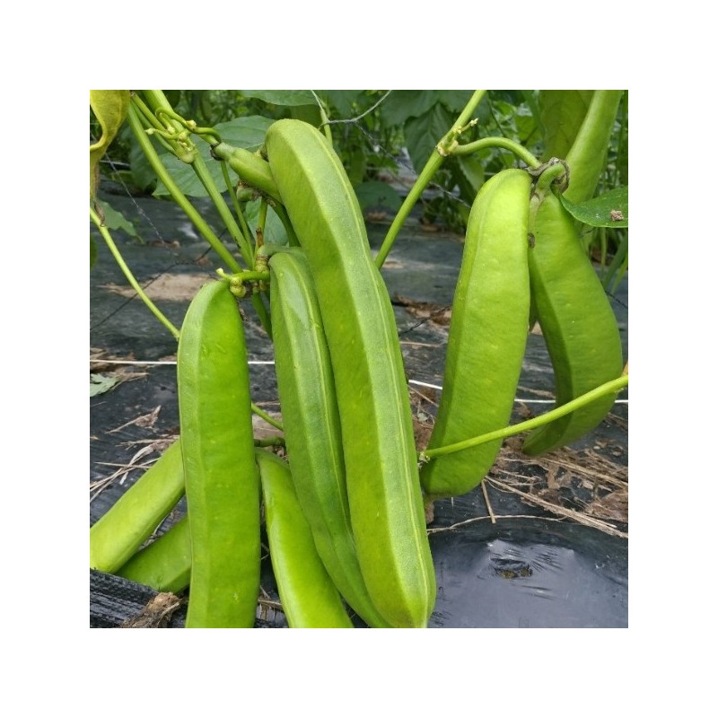 천지농원 작두콩차 Cheonji Agricultural Farm Jack Bean Tea