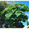Paulownia fortunei (Dragon Tree) Tree Seed, Large, Showy, Upright Clusters,