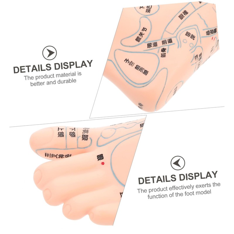 ORFOFE 19CM Foot Massage Acupoint Model Reflexology Teaching Tool Foot
