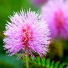 Outsidepride Mimosa Pudica Seeds - 1000 Pcs Annual, Easy to
