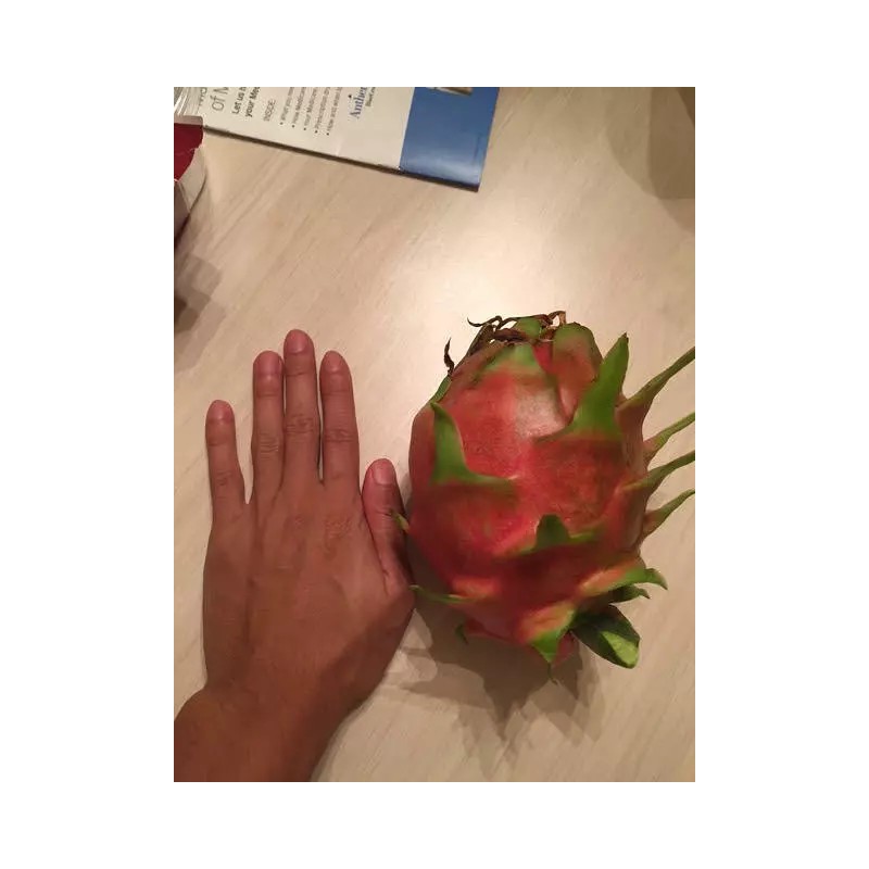 Cactus Red Dragon Fruit 2 Cutting 9-14" Hailey's Comet