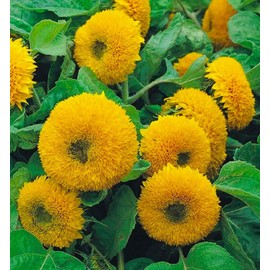 Sunflower Dwarf Sungold Double Sunflower Seeds 50+ Seeds NON-GMO BUY 4 GET FREE SHIPPING!!