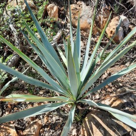 Yucca Pallida 30 Seeds