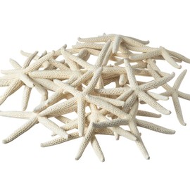 Starfish | (20) White Finger StarFish 4"-5" | Nautical Crush Trading TM
