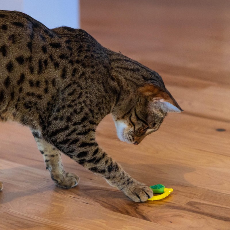Catstages Dental Lemon Teether, Soft and Textured Cat Chew Toy,