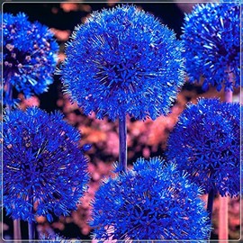 Blue Allium Bulbs for Planting - Allium Azureum Caeruleum (20 Bulbs)