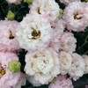 Lisianthus Flower Seeds for Planting - 200 Annual Lisianthus Non-GMO