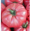 Fresh RARE Giant Pink Belgium Tomato Seeds 30+ NON-GMO~HEIRLOOM~ORGANIC~FREE SHIPPING