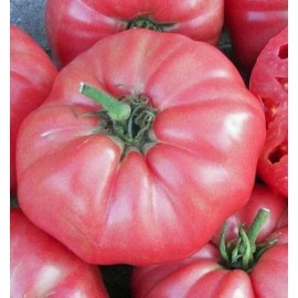Fresh RARE Giant Pink Belgium Tomato Seeds 30+ NON-GMO~HEIRLOOM~ORGANIC~FREE SHIPPING