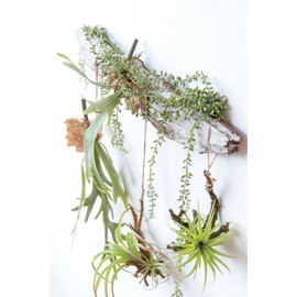 Posh Living 80916 Hanging Air Plants L Green